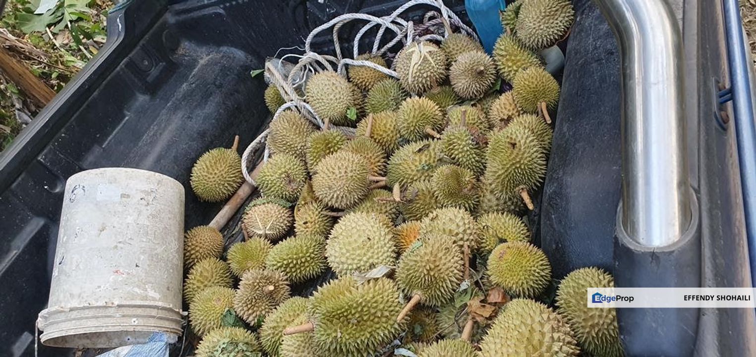 BENTONG JALAN TRAS TANAH PERTANIAN, Pahang, Bentong