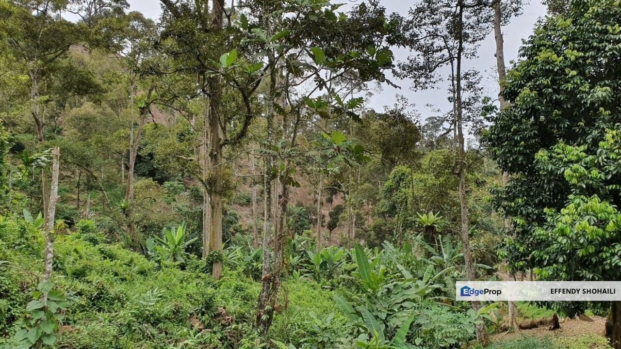 BENTONG JALAN TRAS TANAH PERTANIAN, Pahang, Bentong