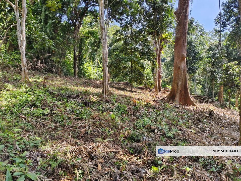 KUALA KLAWANG PERADONG TANAH PERTANIAN, Negeri Sembilan, Jelebu