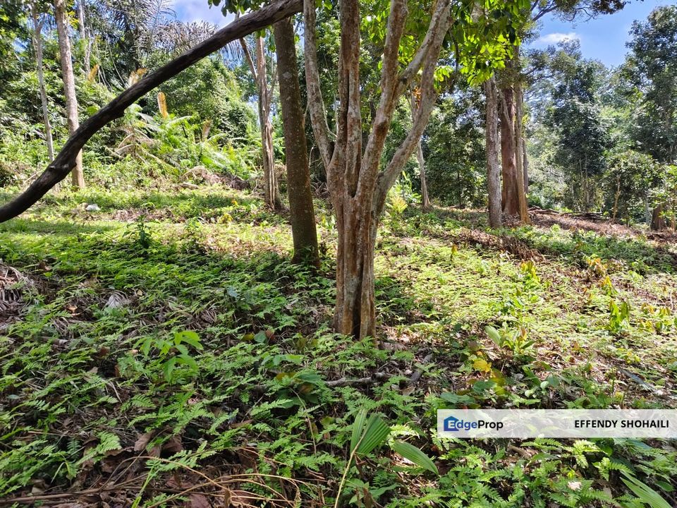 KUALA KLAWANG PERADONG TANAH PERTANIAN, Negeri Sembilan, Jelebu