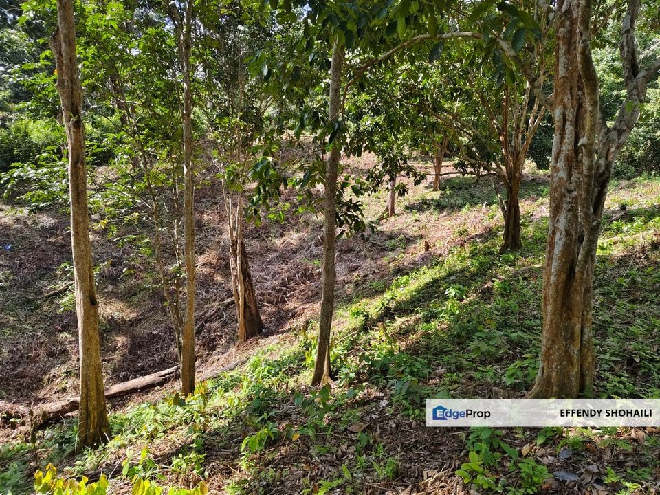 KUALA KLAWANG PERADONG TANAH PERTANIAN, Negeri Sembilan, Jelebu