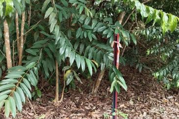 Kampung Sungai Pening