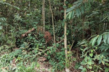 Kampung Sungai Pening