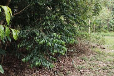 Kampung Sungai Pening