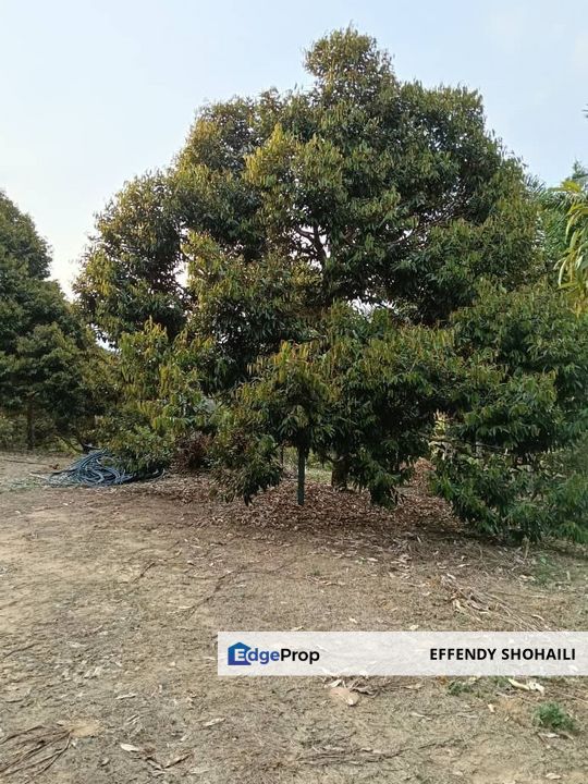 KUALA KLAWANG PERADONG TANAH PERTANIAN, Negeri Sembilan, Jelebu