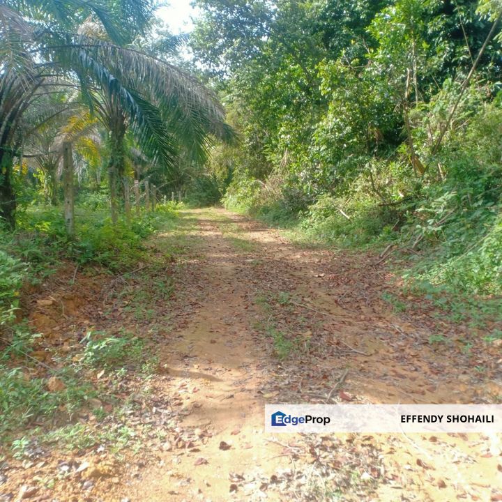 ULU YAM SUNGAI PEDANG TANAH PERTANIAN, Selangor, Batang Kali