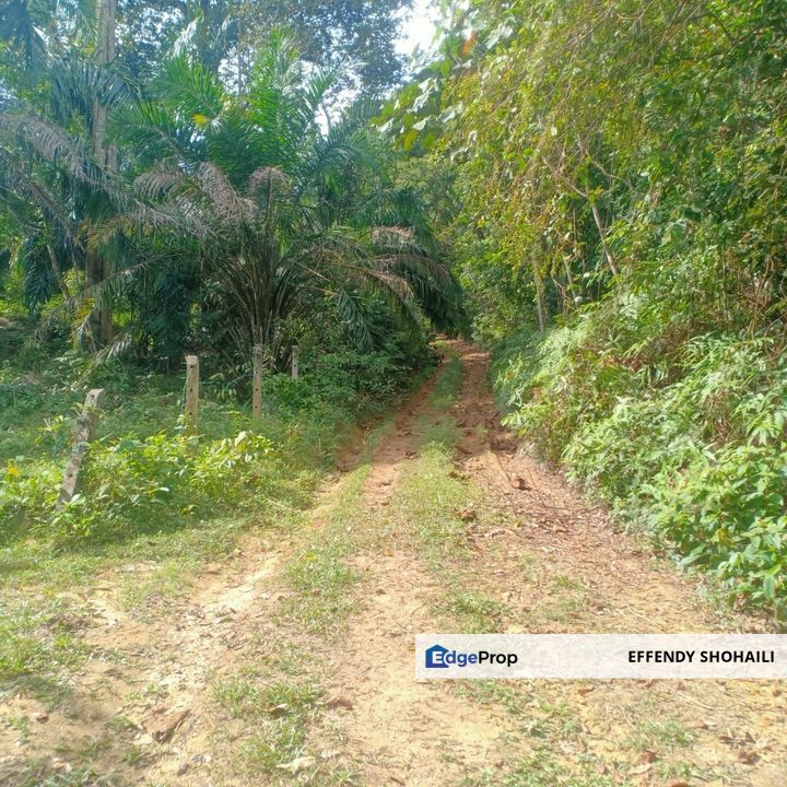 ULU YAM SUNGAI PEDANG TANAH PERTANIAN, Selangor, Batang Kali