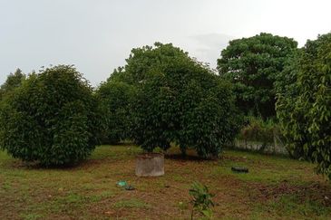 KALUMPANG HULU SELANGOR AGRICULTURAL LAND