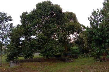 KALUMPANG HULU SELANGOR AGRICULTURAL LAND