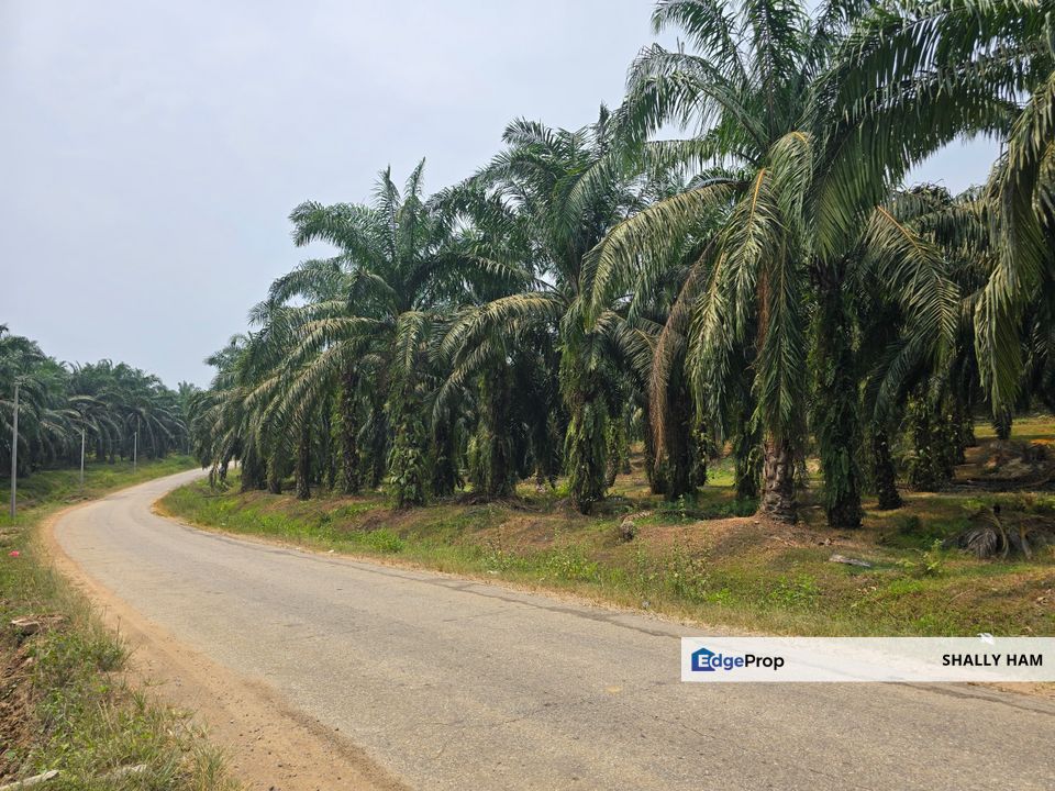 Big Freehold  land  near main road for sale at  ijok , Bestari Jaya , Selangor, Kuala Selangor