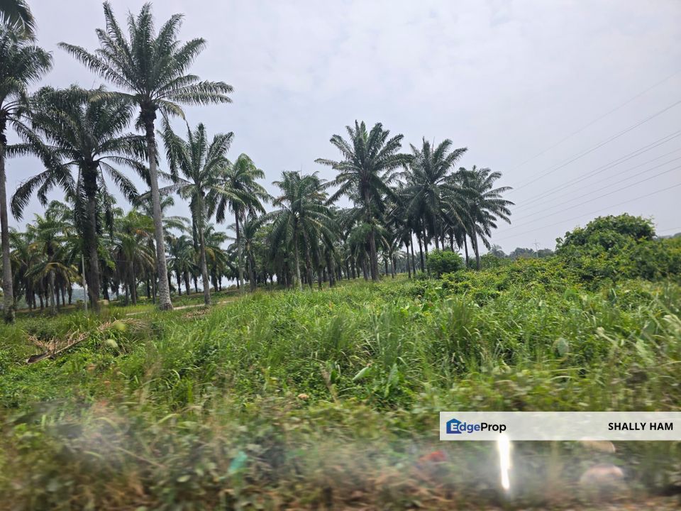Big Freehold  land  near main road for sale at  ijok , Bestari Jaya , Selangor, Kuala Selangor