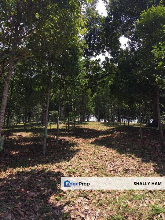semenyih land for sale next to eco majestic and setia ecohills , semenyih , beranang , Selangor, Semenyih