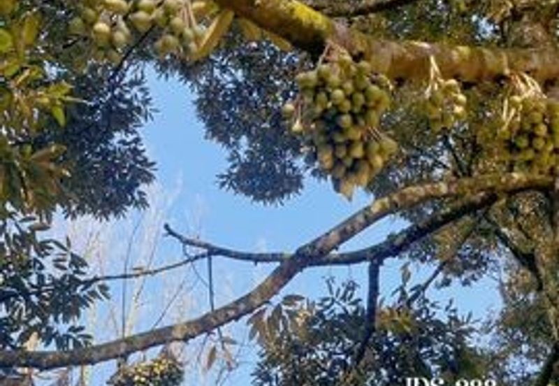 Karak Musang King Durian Farm Land