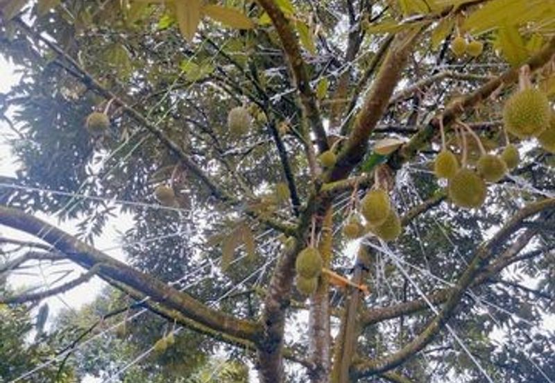 Karak Musang King Durian Farm Land