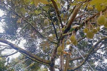 Karak Musang King Durian Farm Land