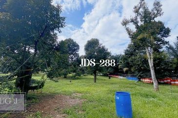 Karak Musang King Durian Farm Land