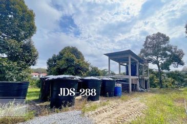 Karak Musang King Durian Farm Land