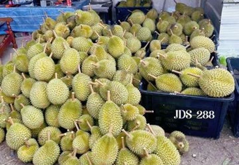 Karak Musang King Durian Farm Land