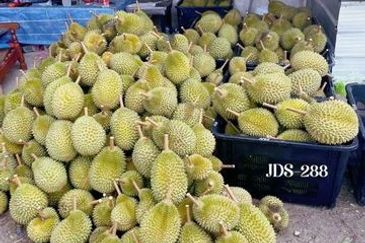 Karak Musang King Durian Farm Land