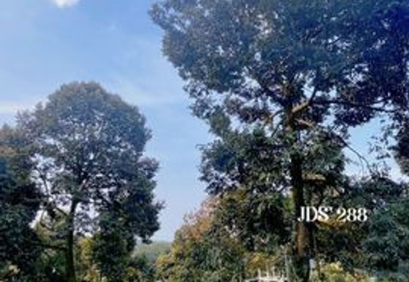 Karak Musang King Durian Farm Land