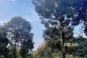 Karak Musang King Durian Farm Land