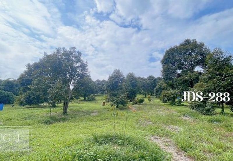 Karak Musang King Durian Farm Land
