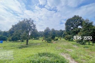 Karak Musang King Durian Farm Land