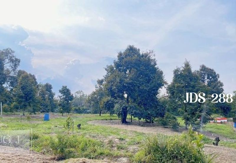 Karak Musang King Durian Farm Land