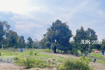 Karak Musang King Durian Farm Land