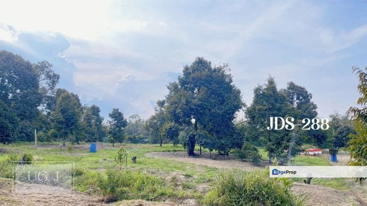 Karak Musang King Durian Farm Land, Pahang, Karak