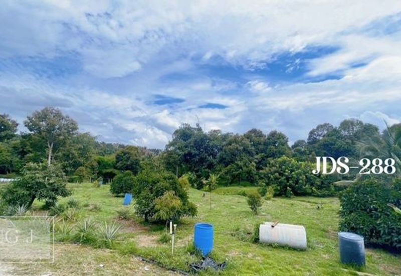 Karak Musang King Durian Farm Land
