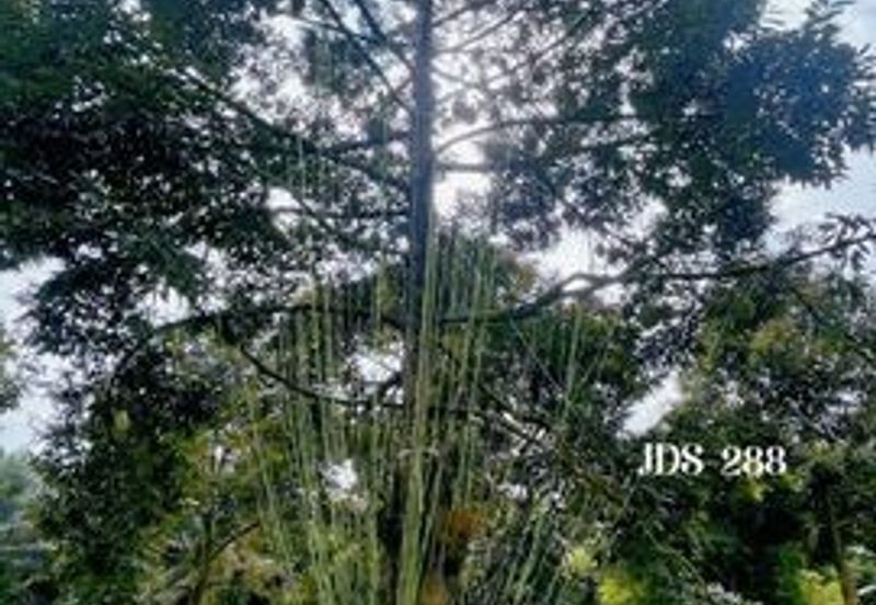 Karak Musang King Durian Farm Land