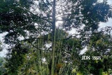 Karak Musang King Durian Farm Land