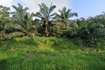 [LAND] Klang Kapar Kampung Perepat Agriculture Land 