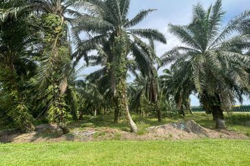 [FREEHOLD] Kuala Langat Jenjarom Agriculture Palm Oil land