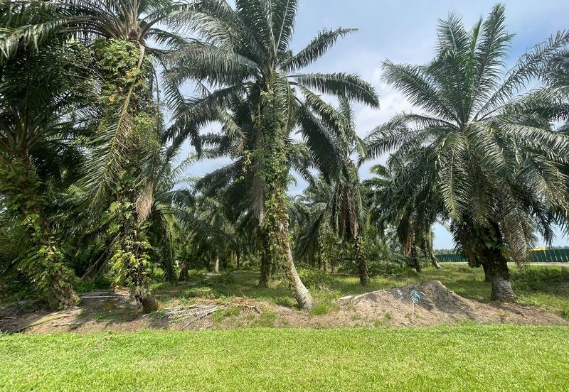 [FREEHOLD] Kuala Langat Jenjarom Agriculture Palm Oil land