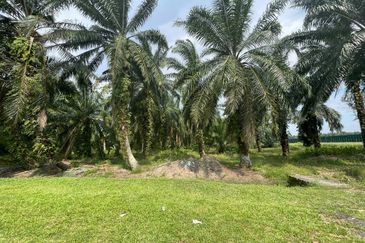 [FREEHOLD] Kuala Langat Jenjarom Agriculture Palm Oil land