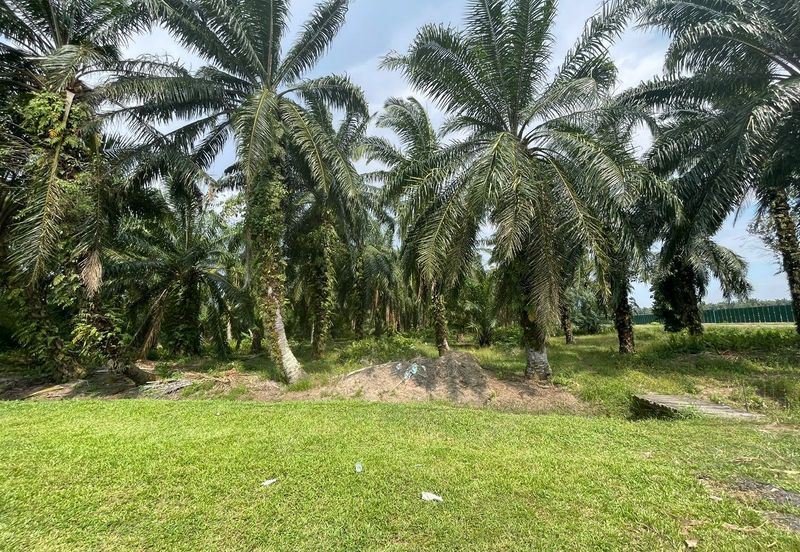 [FREEHOLD] Kuala Langat Jenjarom Agriculture Palm Oil land