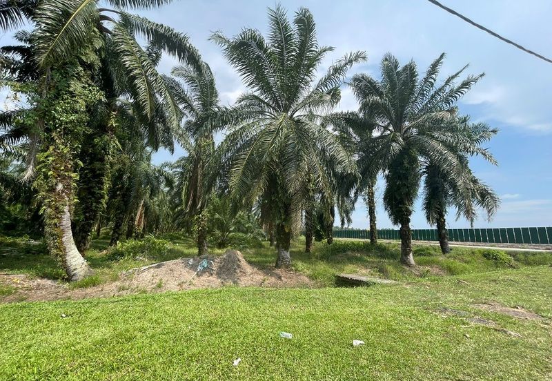 [FREEHOLD] Kuala Langat Jenjarom Agriculture Palm Oil land