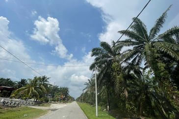 [FREEHOLD] Kuala Langat Jenjarom Agriculture Palm Oil land
