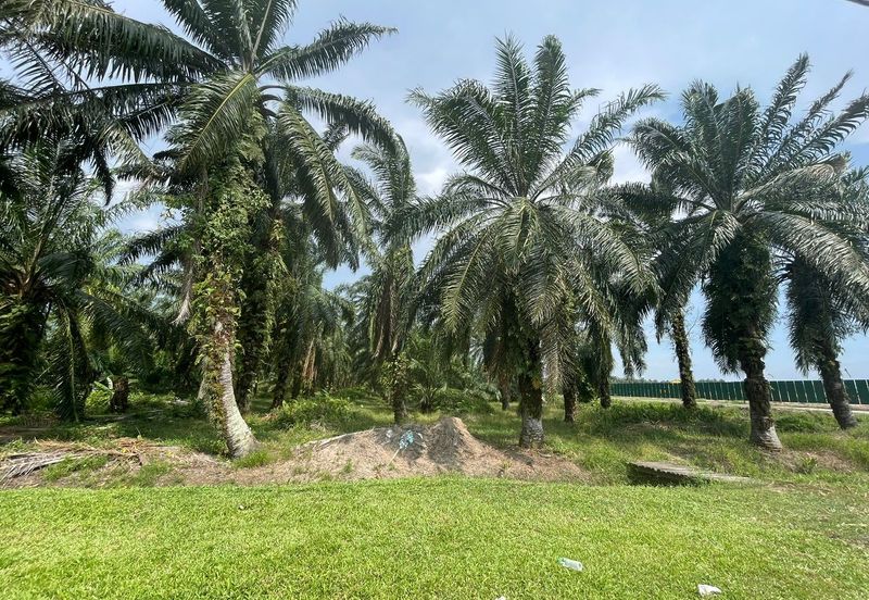 [WITH ACCESS ROAD] Kuala Langat Jenjarom Agriculture Palm Oil Land