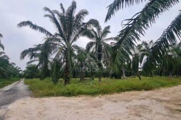 [4 ACRES] Kuala Selangor Tanjung Karang Sungai Yu Agriculture