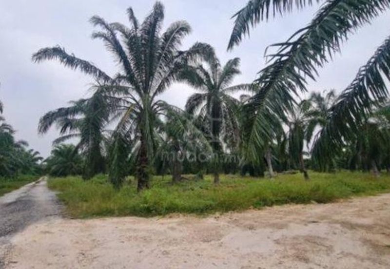 [4 ACRES] Kuala Selangor Tanjung Karang Sungai Yu Agriculture