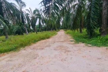 [4 ACRES] Kuala Selangor Tanjung Karang Sungai Yu Agriculture