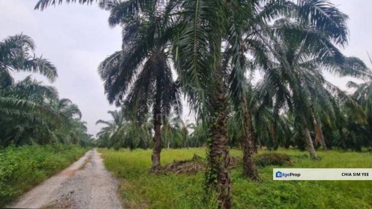 [4 ACRES] Kuala Selangor Tanjung Karang Sungai Yu Agriculture, Selangor, Kuala Selangor