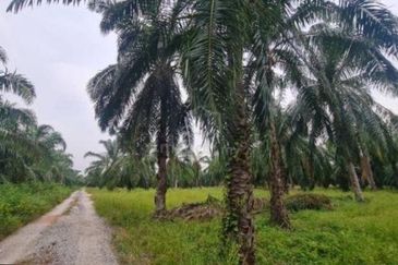 [4 ACRES] Kuala Selangor Tanjung Karang Sungai Yu Agriculture