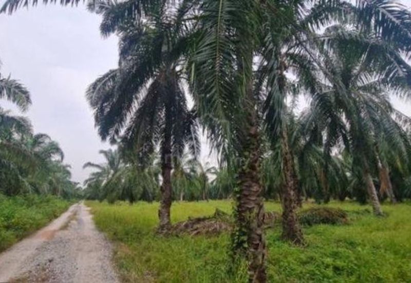 [4 ACRES] Kuala Selangor Tanjung Karang Sungai Yu Agriculture