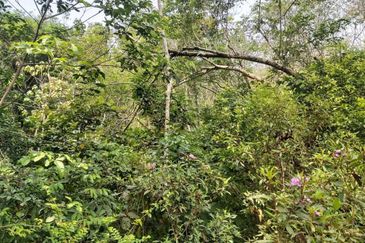 Tanah Pertanian di Kuala Pilah 3.75 ekar for SaLE