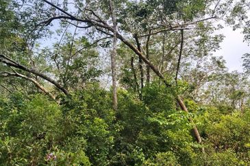 Tanah Pertanian di Kuala Pilah 3.75 ekar for SaLE