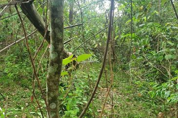Murah🔥 Tanah Lot Banglo Sungai Buah,Bukit Unggul